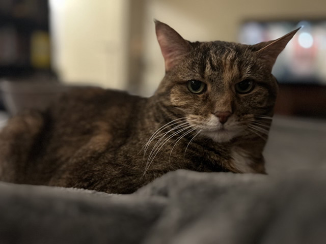 Image of a tabby cat laying on a blanket.
